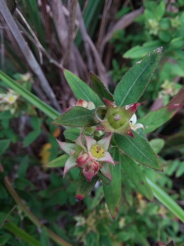 Image of Ludwigia pilosa by (c) Will McFarland, some rights reserved (CC BY)