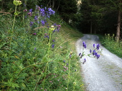 Aconitum degenii
