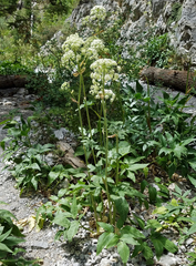 Angelica scabrida
