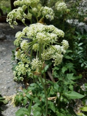 Angelica scabrida