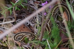 Vipera seoanei