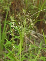 Panicum gattingeri