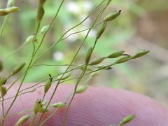 Panicum gattingeri