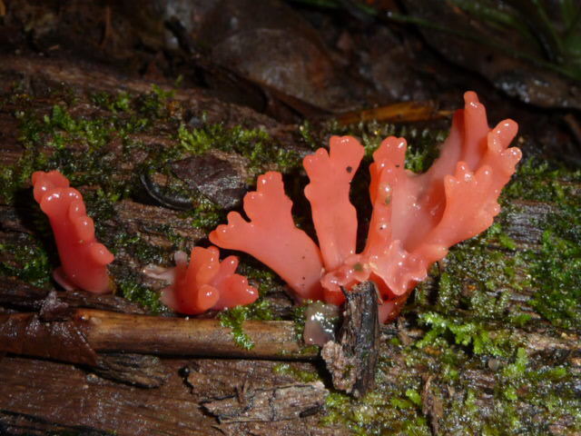 Dacryopinax martinii