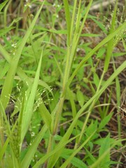 Panicum gattingeri
