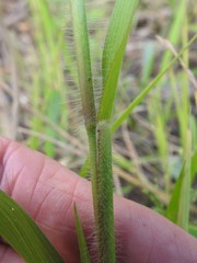 Panicum gattingeri