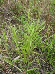 Panicum gattingeri