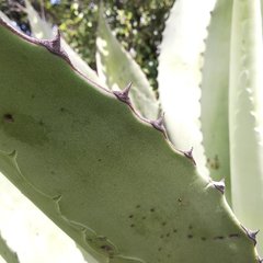 Agave inaequidens
