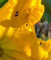 Diptera