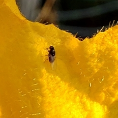 Diptera