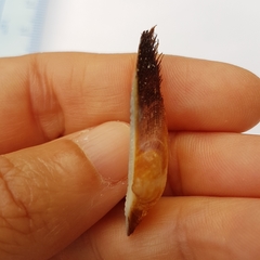 Barbatia barbata