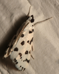 Eustixia pupula