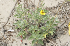 Helianthus niveus