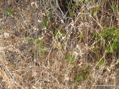 Trifolium angustifolium