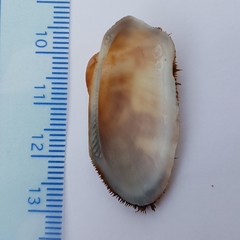 Barbatia barbata