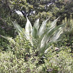 Agave inaequidens