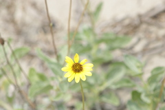 Helianthus niveus