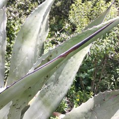 Agave inaequidens