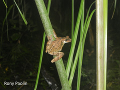 Osteocephalus oophagus