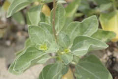 Helianthus niveus