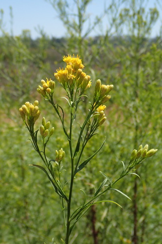 iNaturalist observation photo of western goldenrod