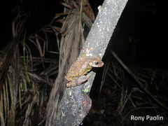 Osteocephalus oophagus