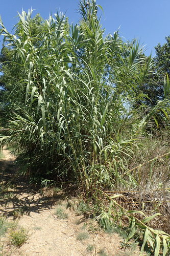 iNaturalist observation photo of giant reed