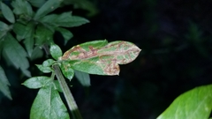 Liriomyza ptarmicae