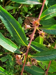 Decodon