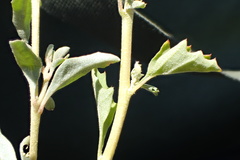 Atriplex suberecta