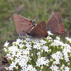 Satyrium favonius autolycus