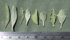 Atriplex suberecta