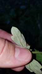 Liriomyza ptarmicae