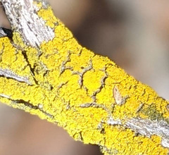 Candelariella xanthostigma