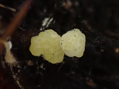 Trichoderma gelatinosum