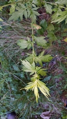 Liriomyza ptarmicae