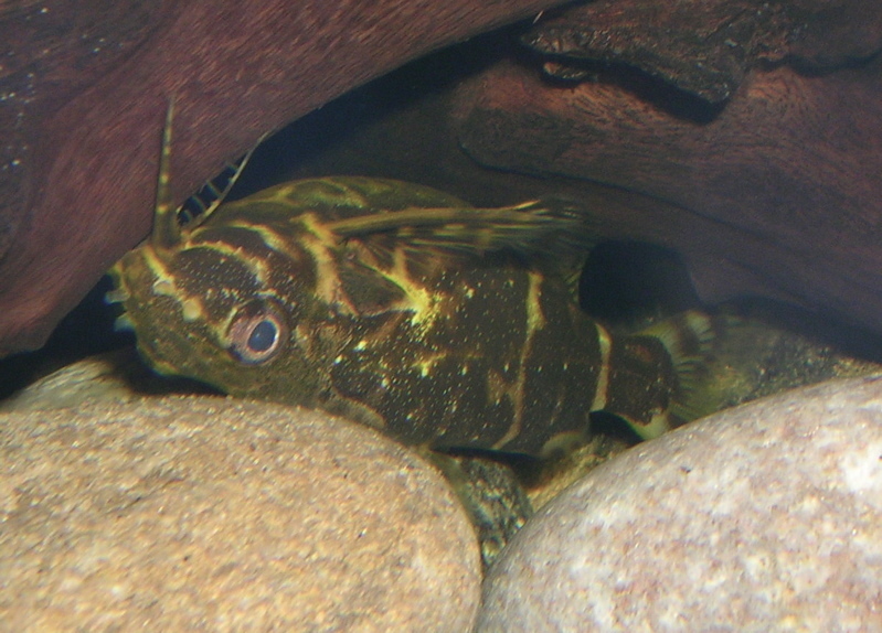 Poisson-chat à l'envers (Synodontis nageant sur le dos) (Synodontis nigriventris)