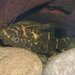 Upside-down Catfish - Photo (c) en:User:Neale Monks, some rights reserved (CC BY-SA)