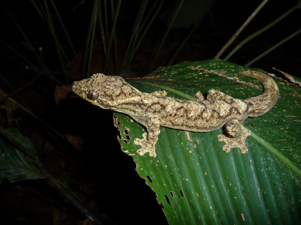 Southern Turnip-Tailed Gecko