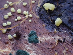 Trichoderma gelatinosum