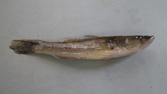 Gobiomorus maculatus