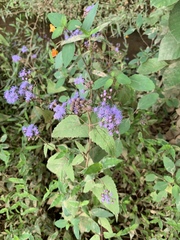 Conoclinium coelestinum