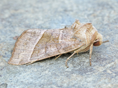 Hydraecia immanis