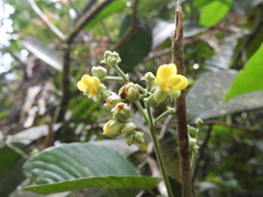 Schumacheria castaneifolia