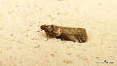 Acrobasis legatea