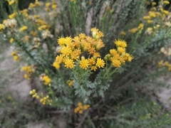 Isocoma hartwegii