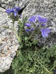 Polemonium confertum
