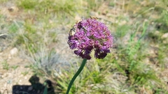 Allium senescens