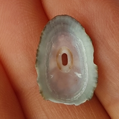 Fissurella nubecula