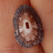 Cloudy Keyhole Limpet - Photo (c) anasacuta, some rights reserved (CC BY), uploaded by anasacuta